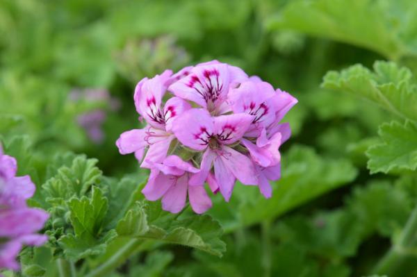 Pelargonie, Duft-  "Bourbon"  (Pflanze)